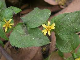 Image result for Calyptocarpus vialis