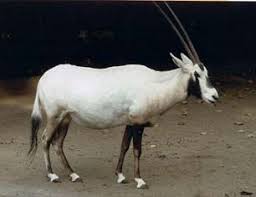 arabian oryx arabian oryx horses animals