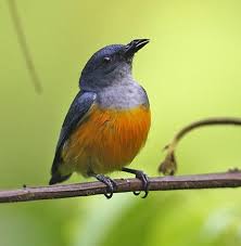Bird With Orange Wings Flowerpecker Orange Bellied Male Lip Kee Yap Jpg 640 654 Funny Birds Bird Bird Lovers