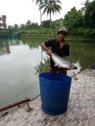 Ikan yang berasal dari famili salmonidae ini hidup di samudera atlantik dan samudera pasifik. Ekspor Ikan Pindang Dan Patin Targetkan As Dan Eropa Berita Terkini Medan Sumut Utama News