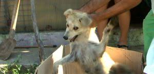 Notfellchen rosalie ❤ (vielen lieben dank an ihre namenspatin tanja jo s., die ihr diesen schönen namen leider können wir zu diesen hunden nicht besonders gut beschreiben , würden uns aber bei interesse von privatpersonen an einem dieser hunde bemühen. Willkommen Bei Befreite Hunde E V