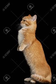 We do not sell cats or have information about where you can purchase them. Red Munchkin Cat Standing Rearing Up On Isolated Black Background Stock Photo Picture And Royalty Free Image Image 83545992