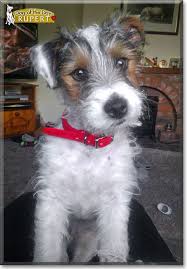 Cute Scruffy Mischievous Jack Russell Terrier Too Cute Jack Russell Jack Russell Terrier Pitbull Terrier