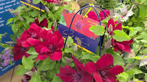 We did not find results for: Clematis Nubia Spectacular Red Flowering Vine Part Of The Raymond Evison Collection Youtube