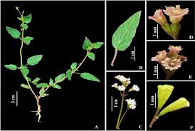 Image result for Commicarpus pilosus