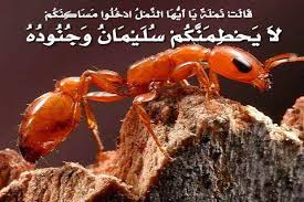 الإعجاز العلمي في القرآن والسنة - النمل ------- ﴿حَتَّى ...
