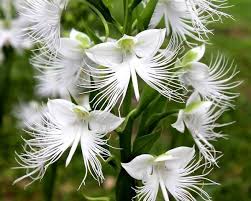 Image result for Habenaria clavata