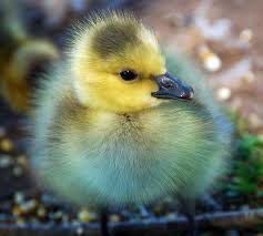 Vintage Rose Garden Baby Ducks Pet Birds Animals Beautiful