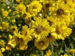 Image result for Chrysanthellum indicum