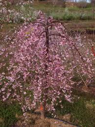 Pink cascade weeping peach tree. Pink Cascade Flowering Cherry Nc State Extension