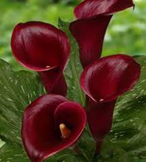Red Captain Calla Lily Upstate Flower Market Calla Lily Flowers Lily Flower Calla Lily
