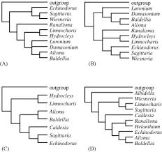 Image result for Limnophyton angolense