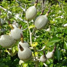 Image result for Gardenia transvenulosa