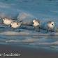 Assateague Nature Photography Fall Workshop event image
