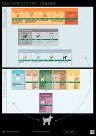 Dogs Genotype And Colors Mydogdna