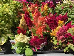 Celosia Argentea Plumosa Nana Kimono Mix Cockscomb Zone Annual Height 8 12 X 8 12 Light Needs Full Sun Colo Plants How To Attract Birds Plant Catalogs