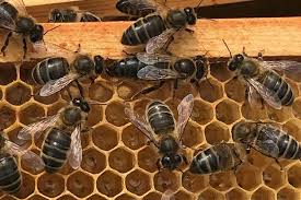 Image result for Queen bee