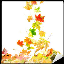 Download Colorful Autumn Leaves Falling To The Ground Wall Mural Falling Maple Leaves Png Image With No Background Pngkey Com 6704 x 3539 png 9703 кб. download colorful autumn leaves falling