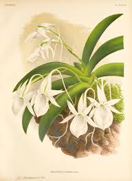 Image result for Angraecum calceolus