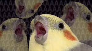 Birds Chirping In The Morning Meme My Bird At 5am Every Morning Ahhhh Birdlife Alarmclock Papagaios Engracados Fotos De Animais Engracados Imagens Engracadas De Animais