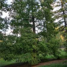 Dawn Redwood Tree On The Tree Guide At Arborday Org