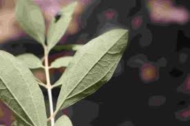 Image result for Grewia pachycalyx