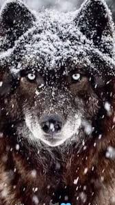 Wooooowwww Dieser Blick Fantastisch Wolf Pictures Animals Wild Wolf Love