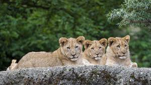 Hd phone wallpapers download beautiful high quality best phone background images collection for your smartphone and tablet. Wallpaper Three Lions Have A Rest Animals Photography 3 Lions Animals 3840x2160 Wallpaper Teahub Io