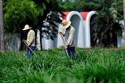 Image result for Urochloa marlothii