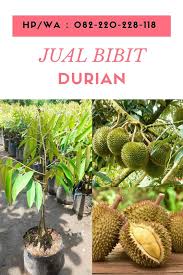 Jual Hp Wa 0822 2022 8118 Jual Bibit Durian Bawor Di Berau Harga Bibit Durian Di Kutai Barat Tanaman Buah Pohon Buah