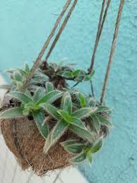 Image result for Cyanotis