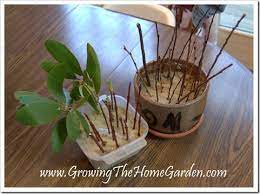 Water your rhododendron and loosen the roots before you plant it. You Don T Need Much Space To Propagate Plants Growing The Home Garden