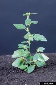 Image result for Sida javensis