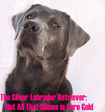 Check spelling or type a new query. A Guide To Silver Labrador Retrievers Hubpages