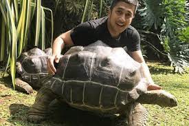 Maybe you would like to learn more about one of these? Fakta Aldabra Spesies Kura Kura Dengan Usia Terpanjang Di Dunia