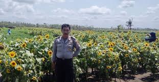 Bunganya akan mekar secara periodik atau bunga matahari merupakan kelompok tanaman perdu. Muncul Tempat Obyek Wisata Baru Taman Bunga Matahari Di Jjls Sanden Tribrata News Bantul