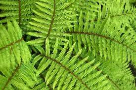 Image result for Cnestis polyphylla