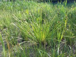 Image result for Schoenoplectus muricinux