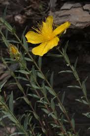 Image result for Hypericum quartinianum