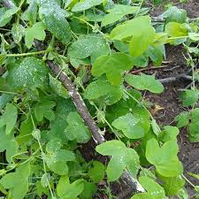 Image result for Passiflora subpeltata