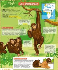 Les Chimpanzes Ciencias Aprender Frances Macacos