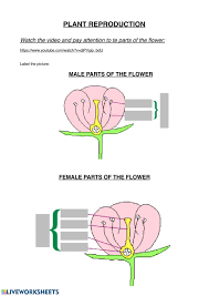 2.stamen is the male reproductive unit of angiosperm. Parts Of The Flower Worksheet