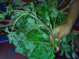 There are several types of maman trees among them purple flower and yellow flower. Jeruk Maman Pembuka Selera