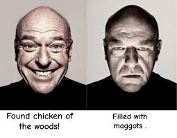 What is the proper procedure for cleaning and preparing chicken of the  woods mushrooms?