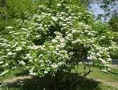 Buy Viburnum lantana: Wayfaring Tree Seeds Online in USA, Viburnum ...