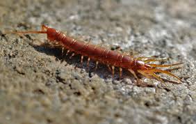 Idaho Centipede Pest Control Solutions Get Lost Pest Control