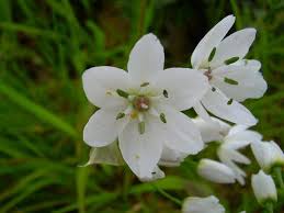 A wide variety of white flower petals options are available to you, you can also choose from hand made, blended and raw white flower petals,as well as from wedding, valentine's day, and christmas. Please Help Me Identify This Flower From My Mother It Is Very Small White Flowers Forums