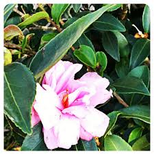 Cotton Candy Camellia Sasanqua Great Fall Blooming Partial Shade To Full Sun Plant Slidellnursery Com Shade Plants Full Sun Plants Sun Plants