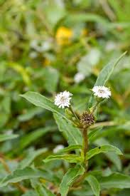 Image result for Eclipta prostrata