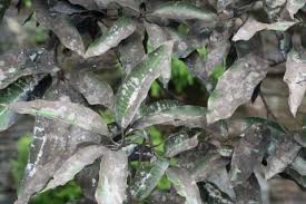 うどんこ病とは 原因と治療方法まとめ 効果的な対策は Horti ホルティ By Greensnap